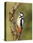 Great Spotted Woodpecker Male on Branch, Hertfordshire, UK, England, February-Andy Sands-Stretched Canvas