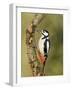 Great Spotted Woodpecker Male on Branch, Hertfordshire, UK, England, February-Andy Sands-Framed Photographic Print