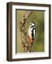 Great Spotted Woodpecker Male on Branch, Hertfordshire, UK, England, February-Andy Sands-Framed Photographic Print