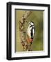 Great Spotted Woodpecker Male on Branch, Hertfordshire, UK, England, February-Andy Sands-Framed Photographic Print