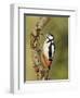 Great Spotted Woodpecker Male on Branch, Hertfordshire, UK, England, February-Andy Sands-Framed Photographic Print