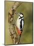 Great Spotted Woodpecker Male on Branch, Hertfordshire, UK, England, February-Andy Sands-Mounted Photographic Print