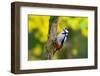 Great spotted woodpecker on tree trunk, Germany-Hermann Brehm-Framed Photographic Print