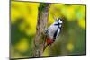 Great spotted woodpecker on tree trunk, Germany-Hermann Brehm-Mounted Photographic Print