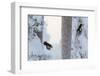 Great spotted woodpecker three flying in snowy woodland,, Kuusamo, Finland-Markus Varesvuo-Framed Photographic Print