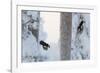 Great spotted woodpecker three flying in snowy woodland,, Kuusamo, Finland-Markus Varesvuo-Framed Photographic Print