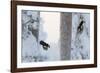 Great spotted woodpecker three flying in snowy woodland,, Kuusamo, Finland-Markus Varesvuo-Framed Photographic Print