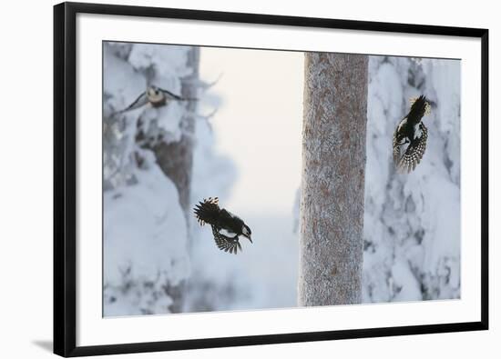 Great spotted woodpecker three flying in snowy woodland,, Kuusamo, Finland-Markus Varesvuo-Framed Photographic Print