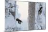 Great spotted woodpecker three flying in snowy woodland,, Kuusamo, Finland-Markus Varesvuo-Mounted Photographic Print