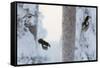 Great spotted woodpecker three flying in snowy woodland,, Kuusamo, Finland-Markus Varesvuo-Framed Stretched Canvas