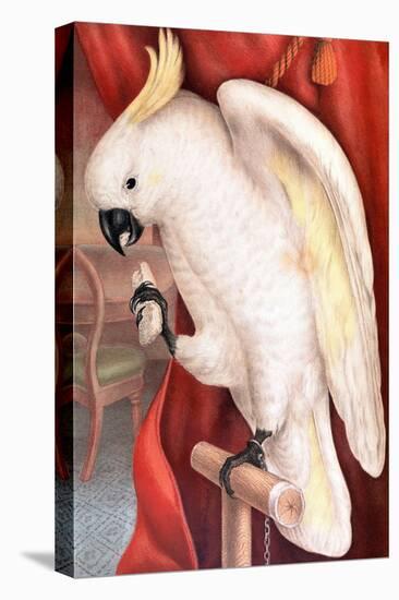 Great Sulphur-Crested Cockatoo by James Whitley Sayer-Fine Art-Stretched Canvas