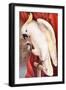 Great Sulphur-Crested Cockatoo by James Whitley Sayer-Fine Art-Framed Photographic Print