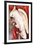 Great Sulphur-Crested Cockatoo by James Whitley Sayer-Fine Art-Framed Photographic Print