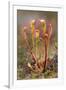 Great Sundew with Insects Caught on Leaves, Flow Country, Sutherland, Highlands, Scotland, July-Mark Hamblin-Framed Photographic Print