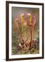 Great Sundew with Insects Caught on Leaves, Flow Country, Sutherland, Highlands, Scotland, July-Mark Hamblin-Framed Photographic Print