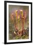 Great Sundew with Insects Caught on Leaves, Flow Country, Sutherland, Highlands, Scotland, July-Mark Hamblin-Framed Photographic Print