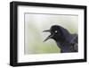 Great-tailed Grackle close-up, South Padre Island, Texas-Adam Jones-Framed Photographic Print