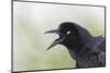 Great-tailed Grackle close-up, South Padre Island, Texas-Adam Jones-Mounted Photographic Print