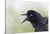 Great-tailed Grackle close-up, South Padre Island, Texas-Adam Jones-Stretched Canvas