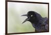 Great-tailed Grackle close-up, South Padre Island, Texas-Adam Jones-Framed Photographic Print