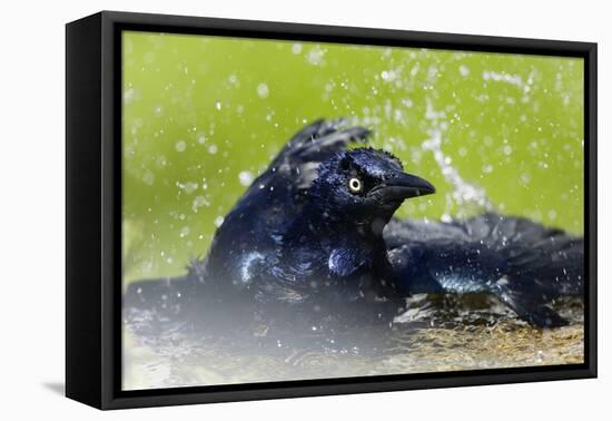 Great-tailed Grackle (Quiscalus mexicanus) adult male, bathing, Texas, USA-Bill Coster-Framed Stretched Canvas