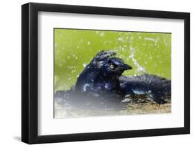 Great-tailed Grackle (Quiscalus mexicanus) adult male, bathing, Texas, USA-Bill Coster-Framed Photographic Print