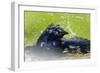 Great-tailed Grackle (Quiscalus mexicanus) adult male, bathing, Texas, USA-Bill Coster-Framed Photographic Print