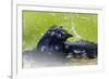 Great-tailed Grackle (Quiscalus mexicanus) adult male, bathing, Texas, USA-Bill Coster-Framed Photographic Print