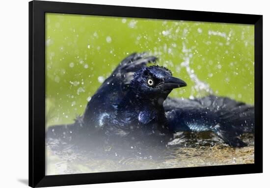 Great-tailed Grackle (Quiscalus mexicanus) adult male, bathing, Texas, USA-Bill Coster-Framed Photographic Print