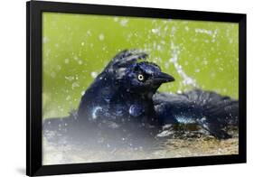 Great-tailed Grackle (Quiscalus mexicanus) adult male, bathing, Texas, USA-Bill Coster-Framed Photographic Print