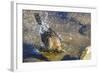 Great Tailed Grackle Splish-Splash in a Bath-Michael Qualls-Framed Photographic Print