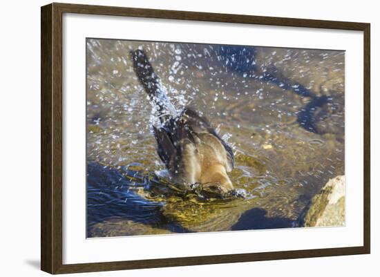 Great Tailed Grackle Splish-Splash in a Bath-Michael Qualls-Framed Photographic Print