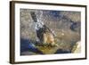 Great Tailed Grackle Splish-Splash in a Bath-Michael Qualls-Framed Photographic Print