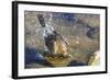 Great Tailed Grackle Splish-Splash in a Bath-Michael Qualls-Framed Photographic Print