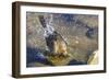 Great Tailed Grackle Splish-Splash in a Bath-Michael Qualls-Framed Photographic Print