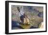 Great Tailed Grackle Splish-Splash in a Bath-Michael Qualls-Framed Photographic Print