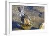 Great Tailed Grackle Splish-Splash in a Bath-Michael Qualls-Framed Photographic Print