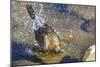 Great Tailed Grackle Splish-Splash in a Bath-Michael Qualls-Mounted Photographic Print