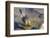 Great Tailed Grackle Splish-Splash in a Bath-Michael Qualls-Framed Photographic Print