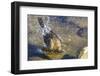 Great Tailed Grackle Splish-Splash in a Bath-Michael Qualls-Framed Photographic Print