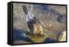 Great Tailed Grackle Splish-Splash in a Bath-Michael Qualls-Framed Stretched Canvas