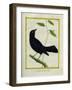 Great-Tailed Grackle-Georges-Louis Buffon-Framed Giclee Print