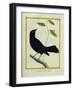 Great-Tailed Grackle-Georges-Louis Buffon-Framed Giclee Print