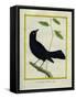 Great-Tailed Grackle-Georges-Louis Buffon-Framed Stretched Canvas