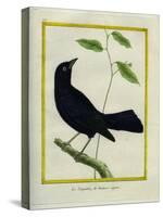 Great-Tailed Grackle-Georges-Louis Buffon-Stretched Canvas