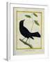 Great-Tailed Grackle-Georges-Louis Buffon-Framed Giclee Print