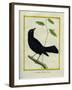 Great-Tailed Grackle-Georges-Louis Buffon-Framed Giclee Print