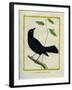 Great-Tailed Grackle-Georges-Louis Buffon-Framed Giclee Print