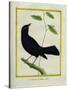 Great-Tailed Grackle-Georges-Louis Buffon-Stretched Canvas