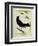 Great-Tailed Grackle-Georges-Louis Buffon-Framed Giclee Print